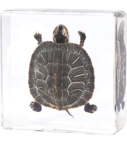 Amazon | 本物のタキダーミー虫の標本 大サソリ- 木箱入りの昆虫標本
